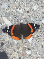Vanessa atalanta