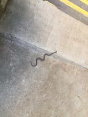 Pantherophis bairdi