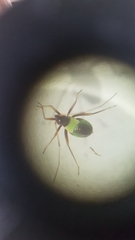 Closterotomus