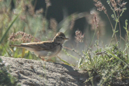 Tibetaanse leeuwerik (Calandrella acutirostris)