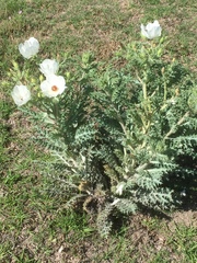 Argemone platyceras
