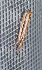 Ypsolopha ustella