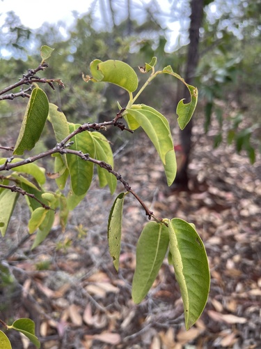 Wikstroemia furcata observed 2024-08-29