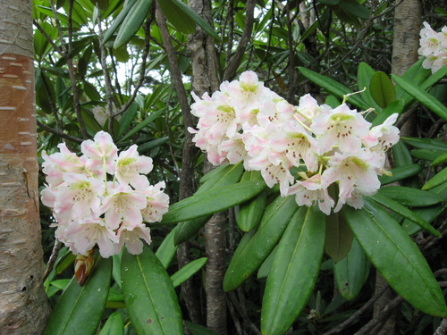 Rhododendron brachycarpum
