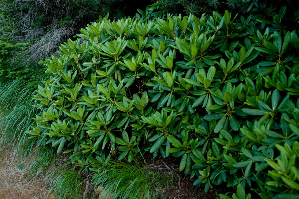 Short-fruit rosebay (Rhododendron brachycarpum)  iNaturalist