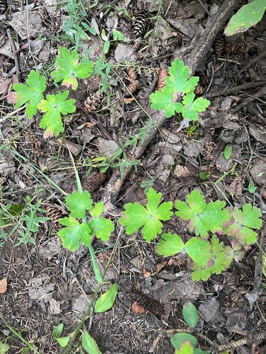 Image of Small-Flower Columbine (Aquilegia brevistyla) by no rights reserved