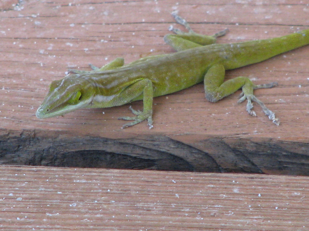 Maynard's Anole