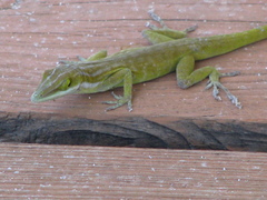 Anolis maynardii