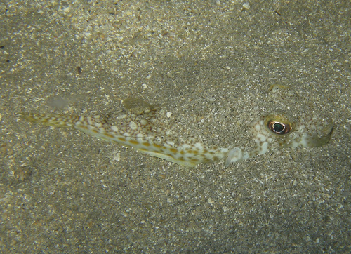 Torquigener florealis observed 2010-11-04
