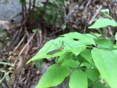 Nephrotoma cornicina