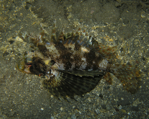 Dendrochirus barberi observed 2010-11-07