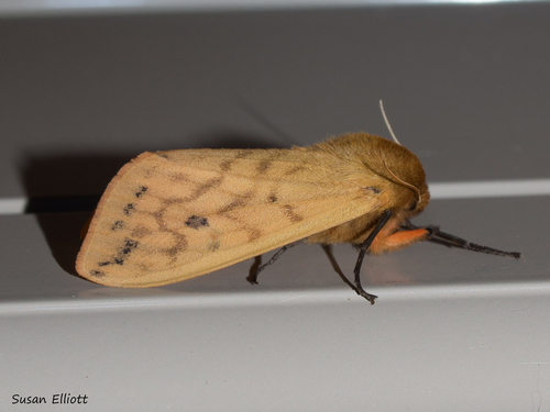 Isabella Tiger Moth, photo 9 of 10
