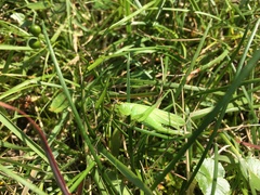 Hexacentrus hareyamai