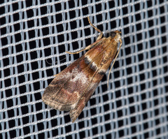 Acrobasis repandana