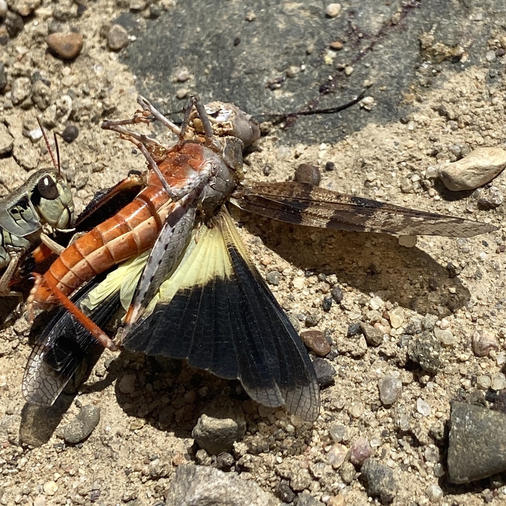 Black-winged Grasshopper