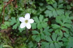 Ellisiophyllum pinnatum