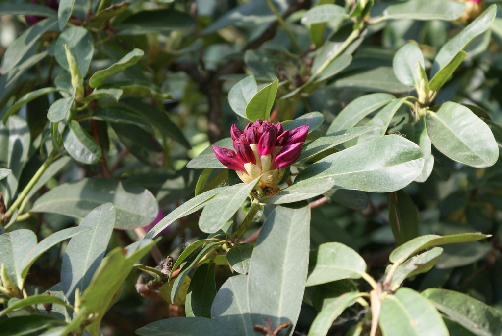 garden rhododendron