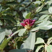 Rhododendron × hybridum - Photo (c) Хомелка, algunos derechos reservados (CC BY-SA)