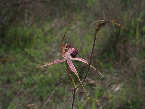 Image of Caladenia arenicola by (c) Hugo Innes, some rights reserved (CC BY)