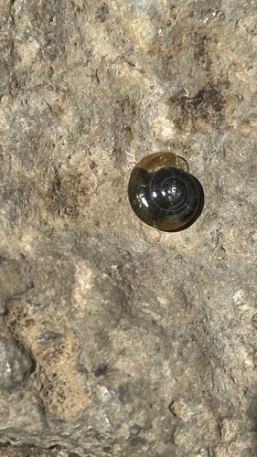 Oxychilus observed 2024-08-29