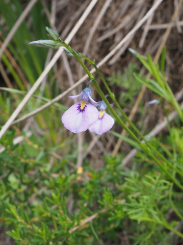 Image of Wild Violet (Pigea calycina) by (c) Hugo Innes, some rights reserved (CC BY)