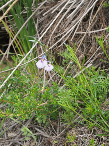 Image of Wild Violet (Pigea calycina) by (c) Hugo Innes, some rights reserved (CC BY)