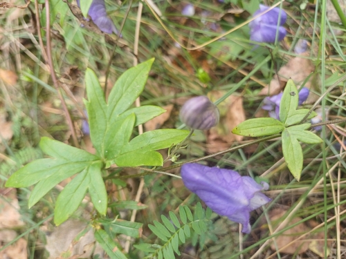 Image of Aconitum volubile by (c) open_a_ir, some rights reserved (CC BY)