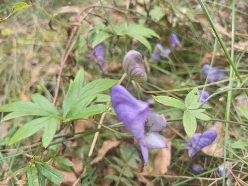 Image of Aconitum volubile by (c) open_a_ir, some rights reserved (CC BY)