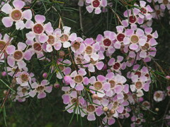 Chamelaucium uncinatum