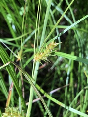 Carex bullata