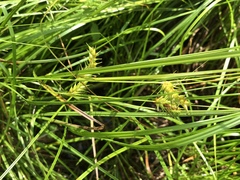 Carex bullata