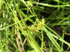 Carex bullata