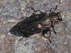Chrysobothris affinis