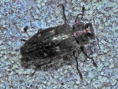 Chrysobothris affinis