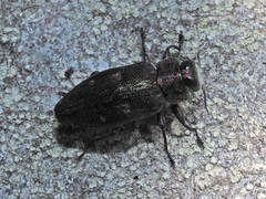 Chrysobothris affinis