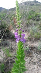 Angelonia