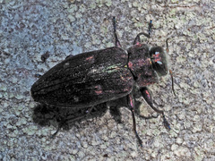 Chrysobothris affinis