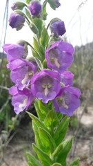 Angelonia