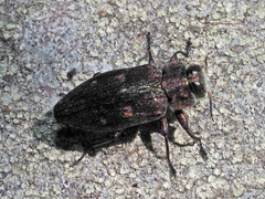 Chrysobothris affinis