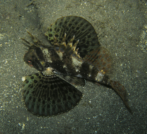 Dendrochirus barberi observed 2010-12-01