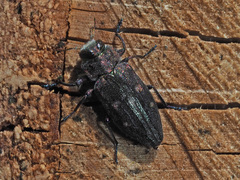 Chrysobothris affinis