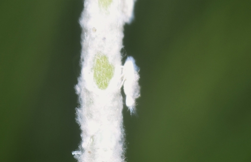 Metcalfa pruinosa