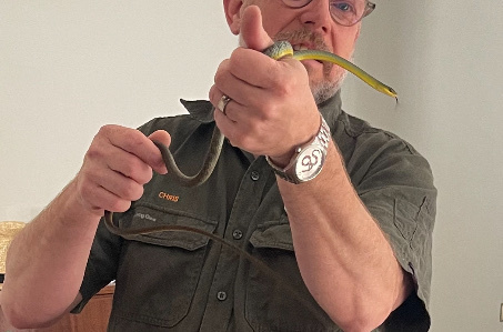 Common Tree Snake sighting