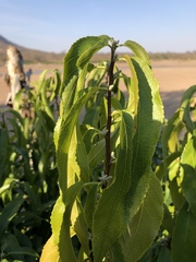 Acalypha pubiflora