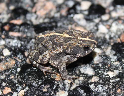 Oak Toad