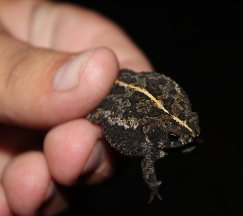 Oak Toad