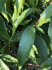 Acalypha pubiflora
