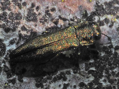 Agrilus viridis
