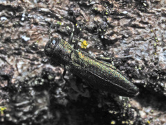 Agrilus viridis