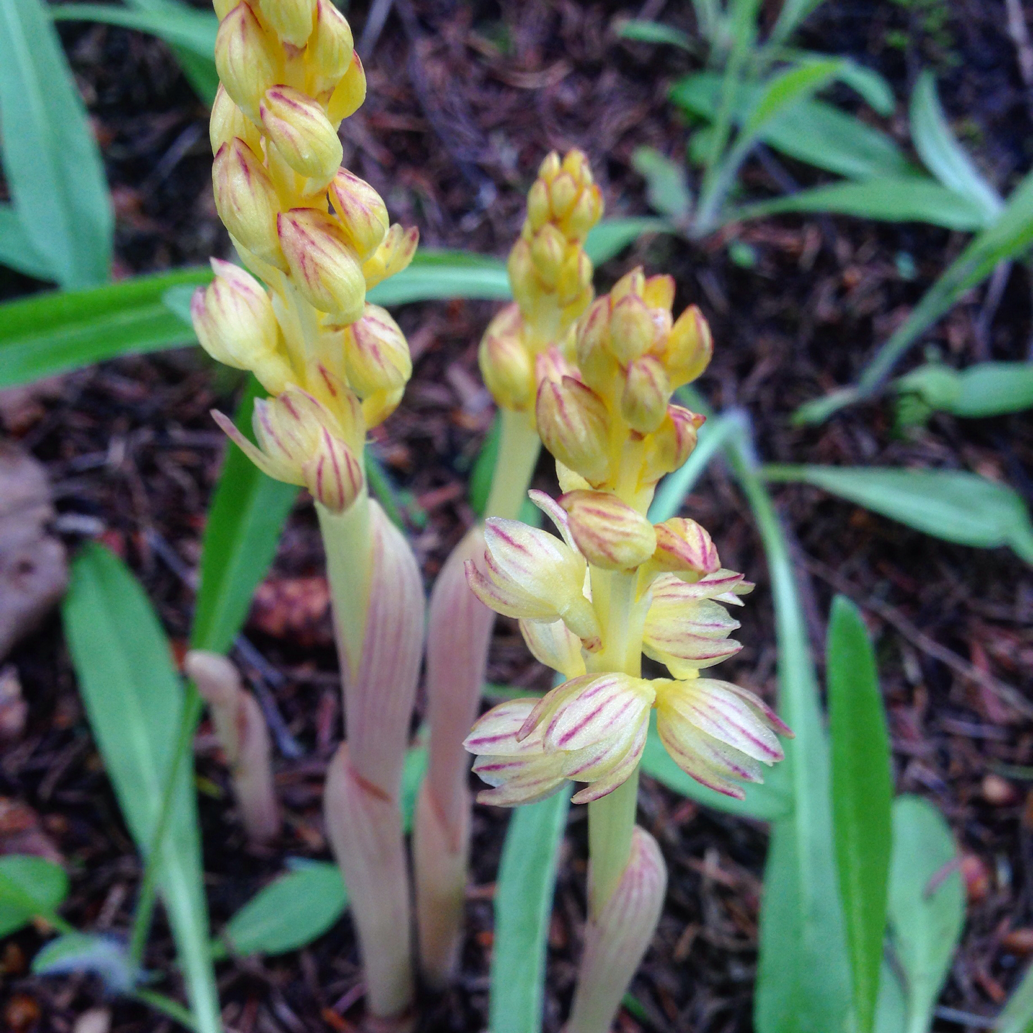Corallorhiza striata var. vreelandii